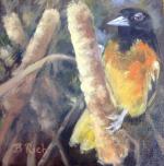 Bird birds Baltimore oriole cattail cattails